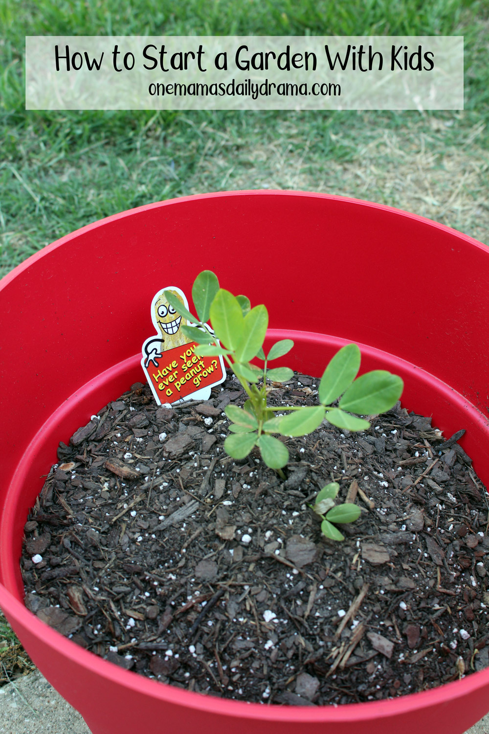 Red plant pot with a peanut sprout growing and text overlay that reads "how to start a garden with kids."