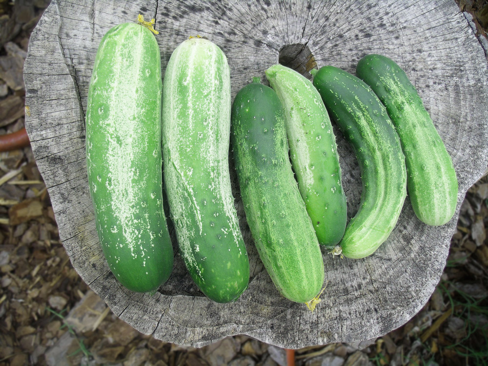 6 cucumbers lined up from largest to smallest on a tree stump.