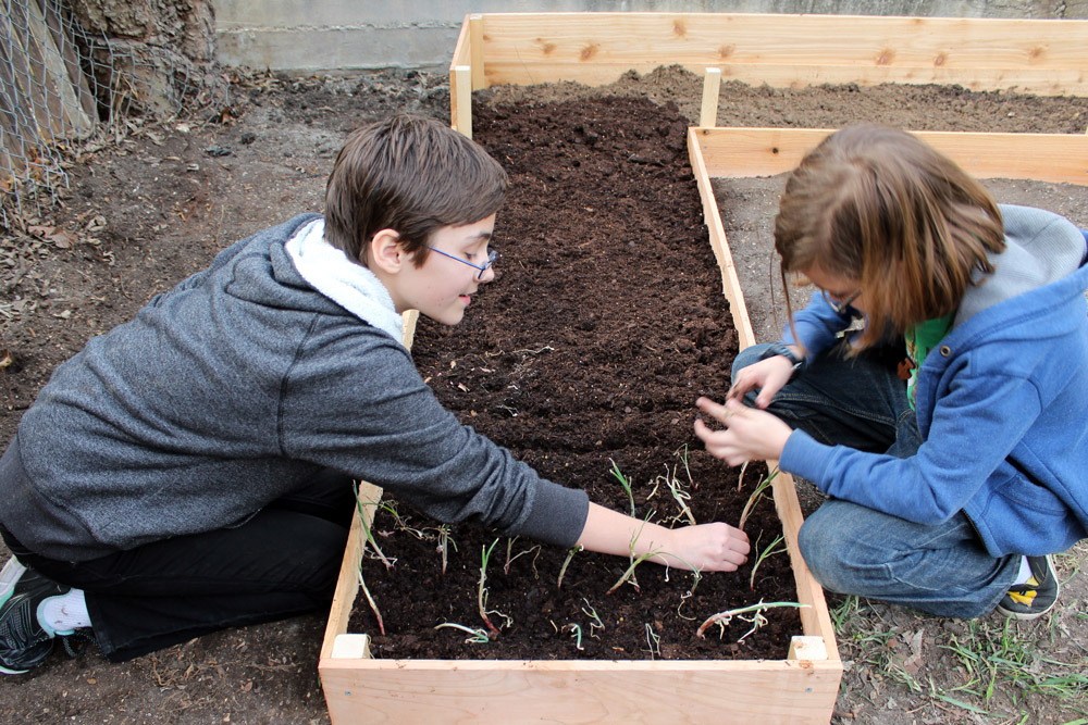 2 children planting onion starts in a raised garden bed.