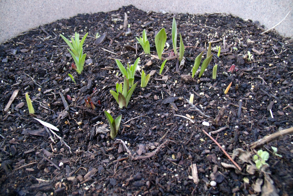 Hibiscus plants sprouting out of a container of dirt.