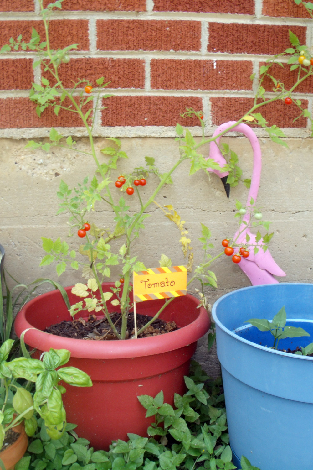 A tomato plant in a red pot with a paper flag labeled "tomato."