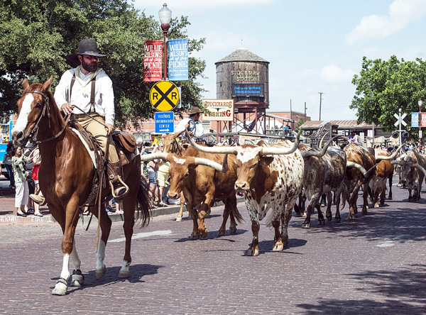 a cowboy on a horse leads a cattle drive through the Fort Worth Stockyards