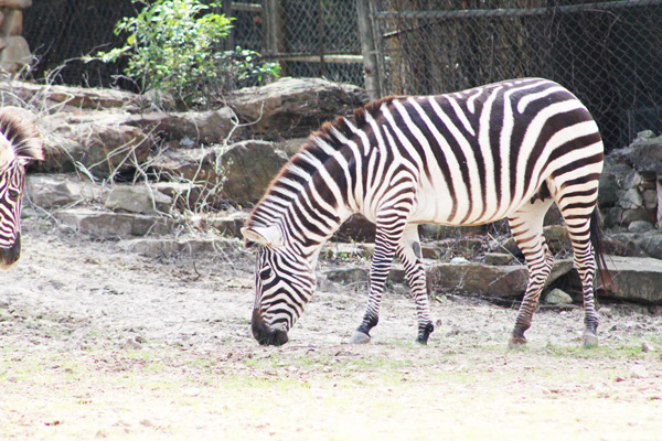 a zebra grazes in an enclosure at the Fort Worth Zoo