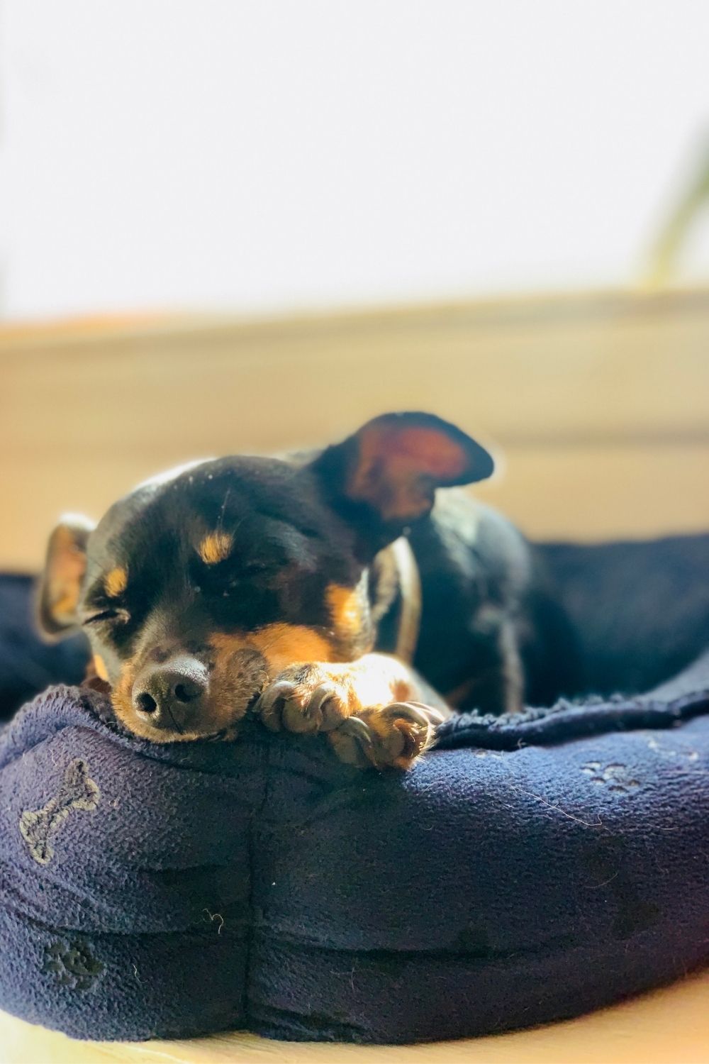 A black and tan chihuahua sleeping in a plush dog bed.
