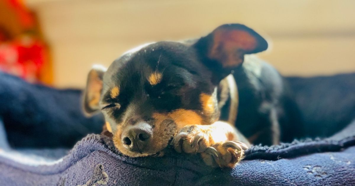 A black and tan chihuahua sleeping in a plush dog bed.