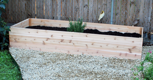 Raised garden bed built from cedar planks.