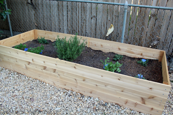 Green herbs planted in a cedar wood raised bed.