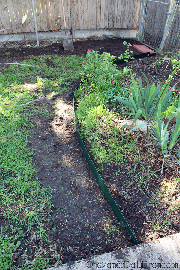 Laying a piece of metal landscape edging around the curve of a garden bed.