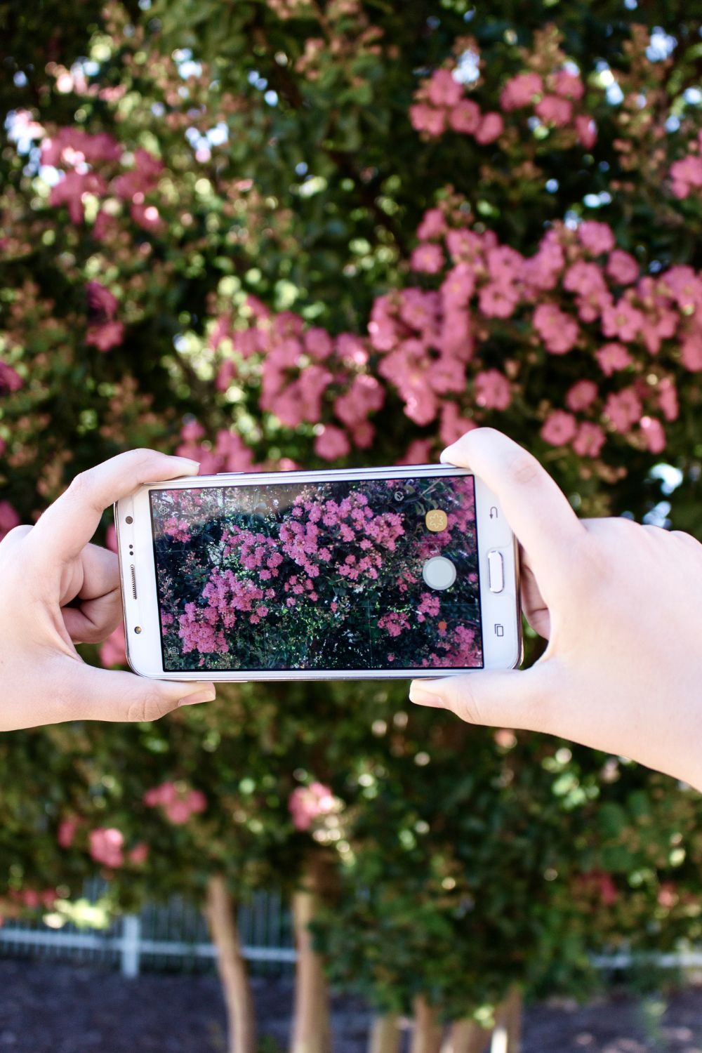 A pair of hands holding a smartphone to photogram a bushy pink flower plant.