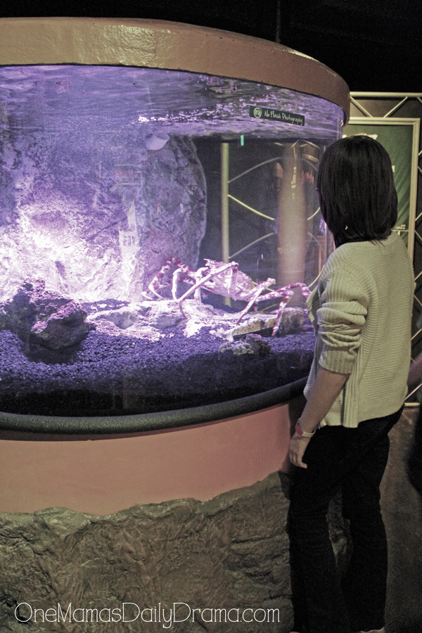 spider crab at SEA LIFE Grapevine