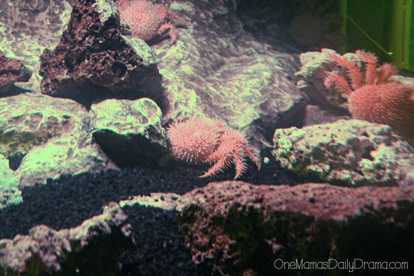 porcupine crab at SEA LIFE Grapevine