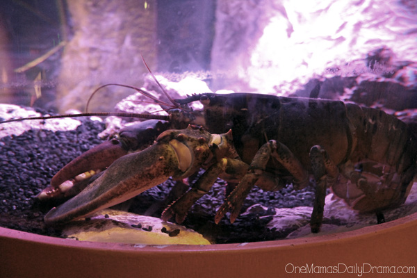 lobster at SEA LIFE Grapevine