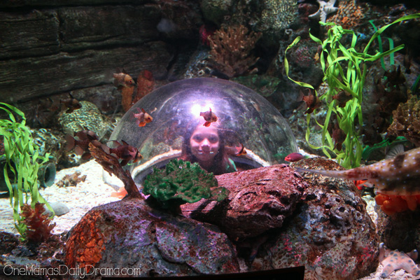 kids at SEA LIFE Grapevine