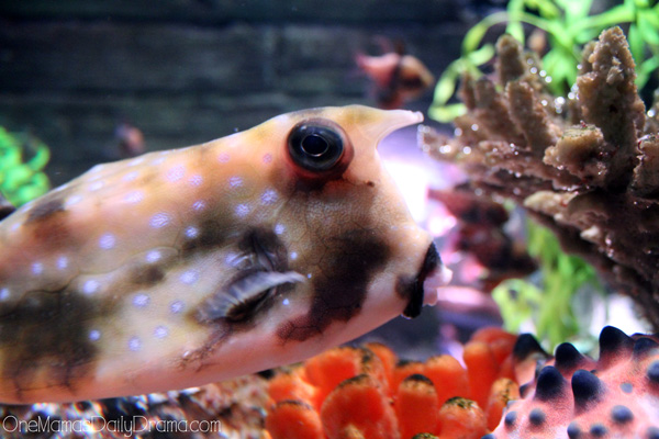 fish at SEA LIFE Grapevine