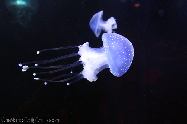 jellyfish at SEA LIFE Grapevine