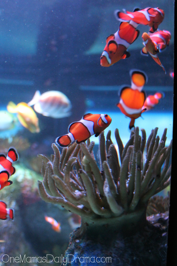 clown fish at SEA LIFE Grapevine