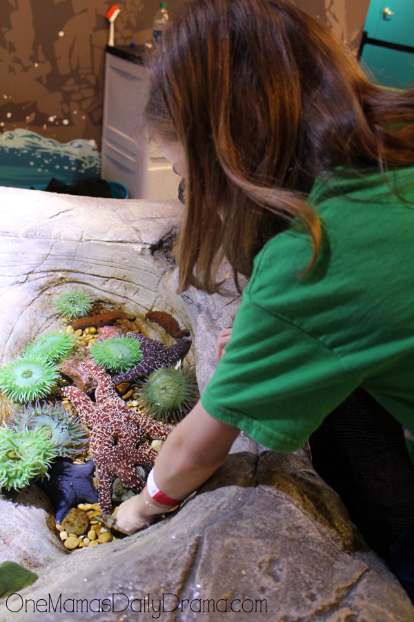 touch tank at SEA LIFE Grapevine