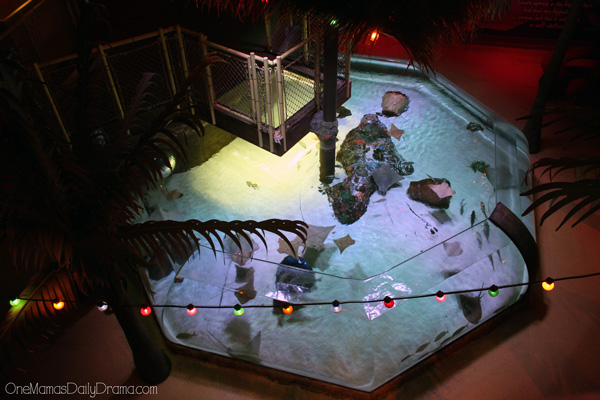 rays at SEA LIFE Grapevine
