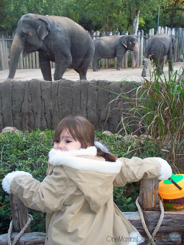 a small child looks over the fence at the Fort Worth Zoo to see three elephants