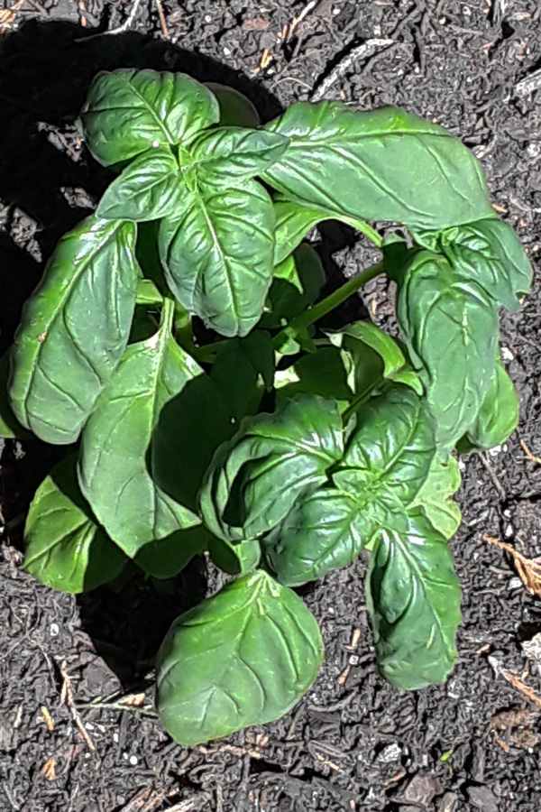 Two basil plants with large green leaves.