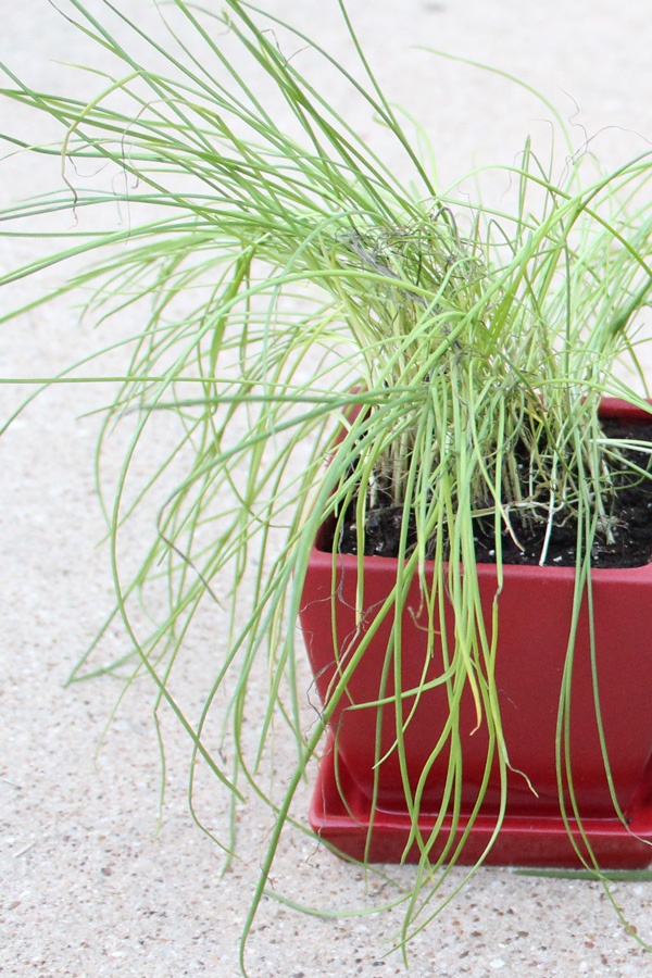 A red garden pot filled with wispy chives.