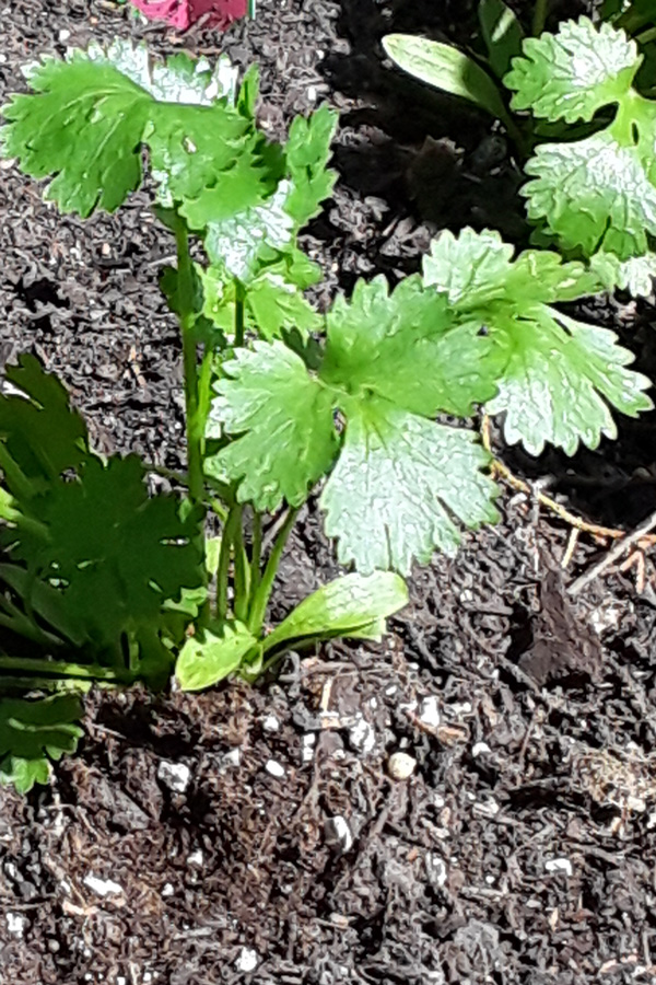 A small cilantro plant with frilly leaves.