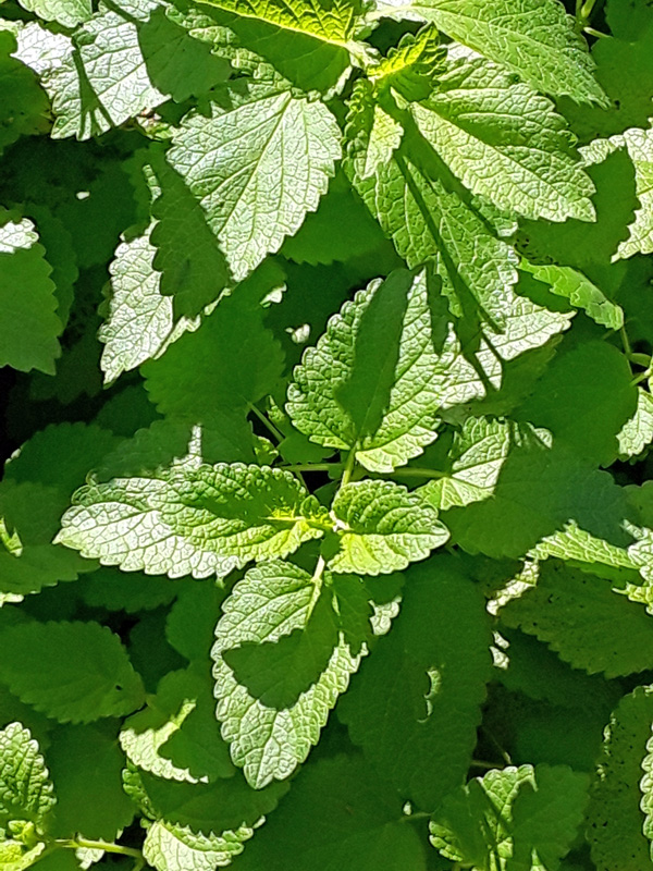 A lush lemon balm plant with light green leaves.