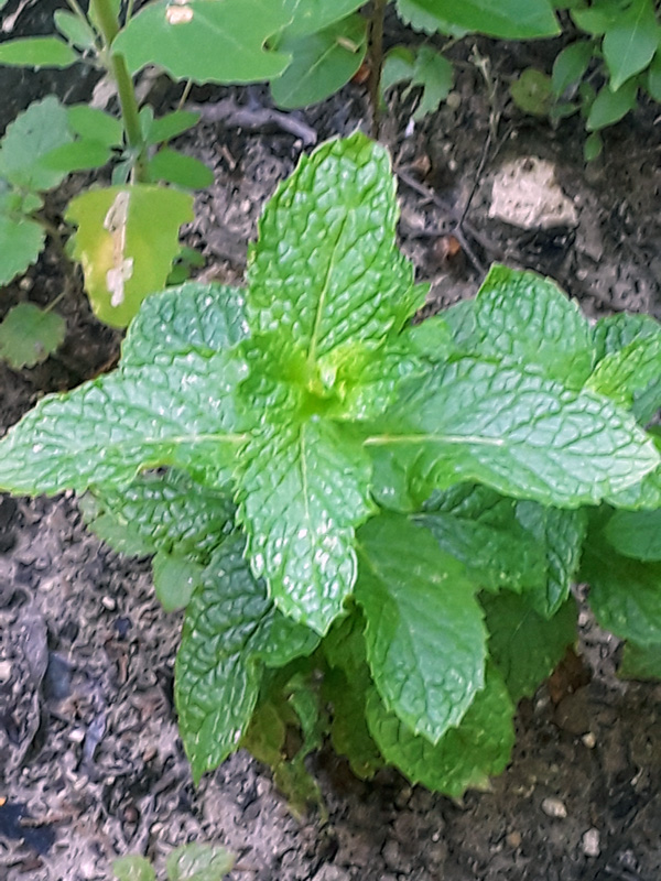 Closeup of a leafy mint plant.