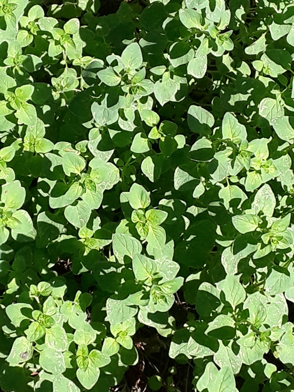 Greek oregano growing in an outdoor bed.