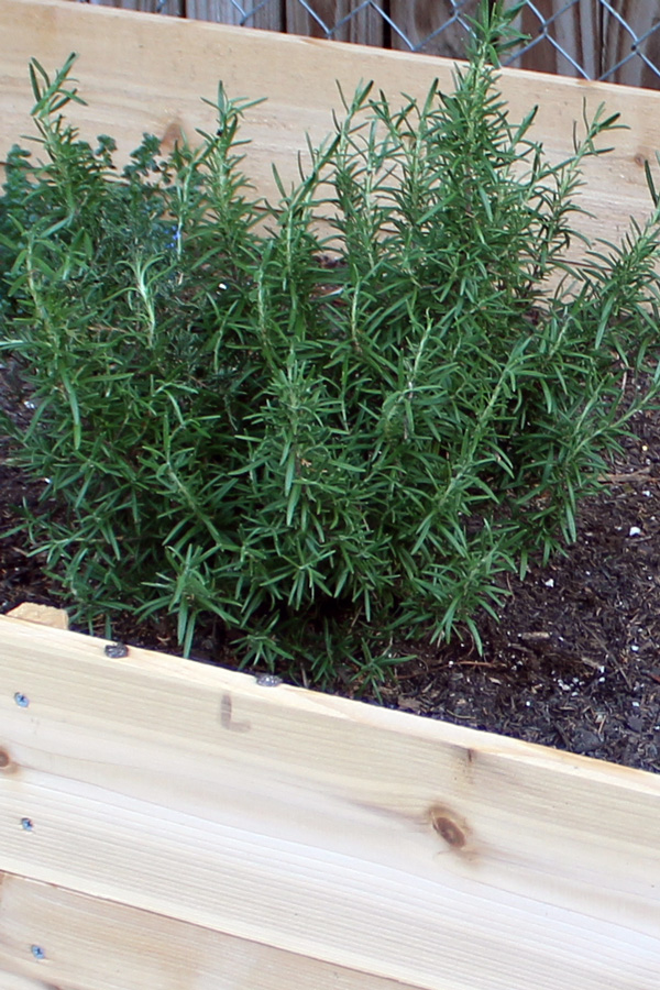 A bushy evergreen rosemary plant in a raised bed.