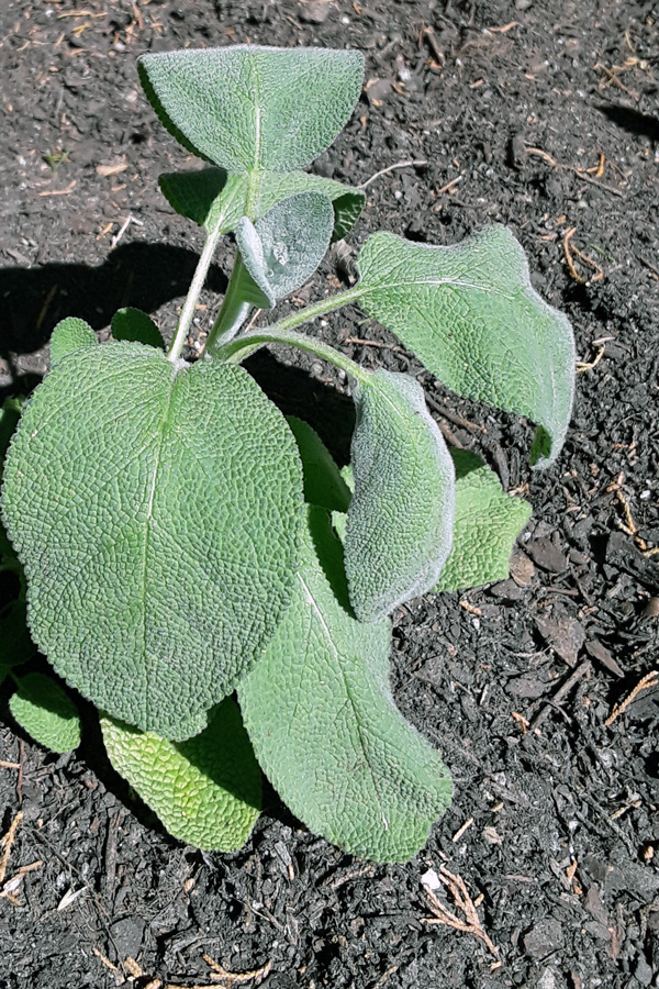 A green sage plant with large velvety leaves.
