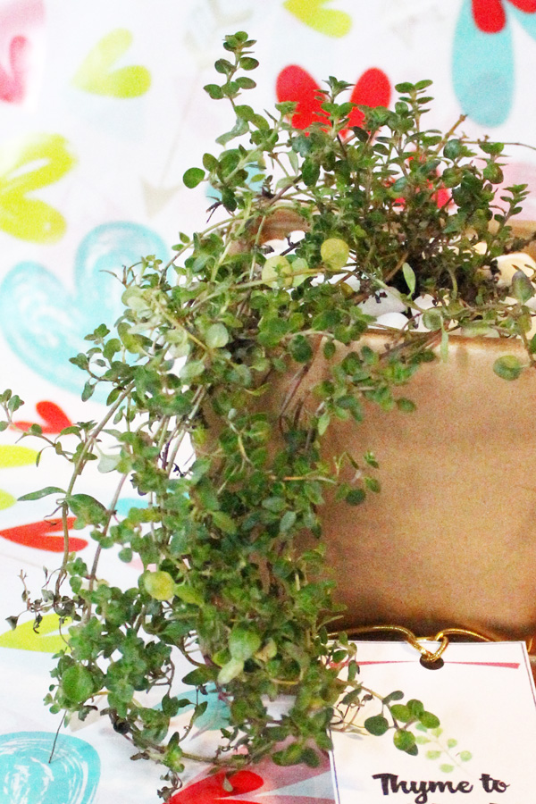 A thyme plant with leaves spilling over the edge of a gold pot.