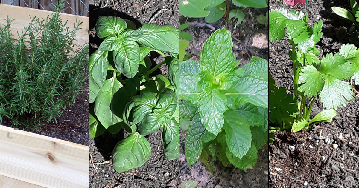 10 Best Herbs to Grow for Cooking