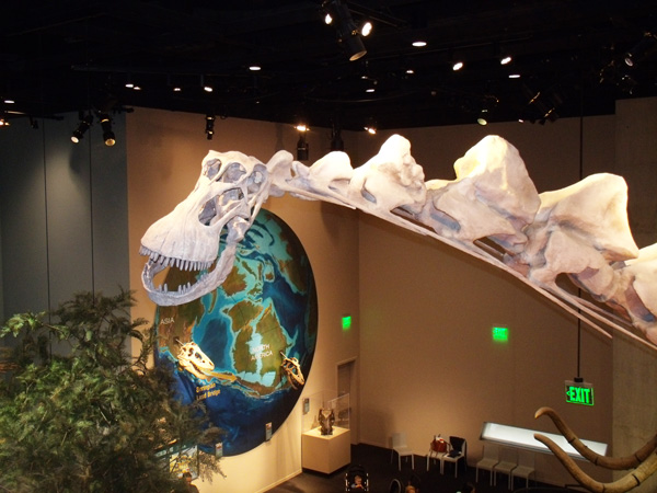 a long-neck dinosaur fossil looks over a railing at the Perot Museum