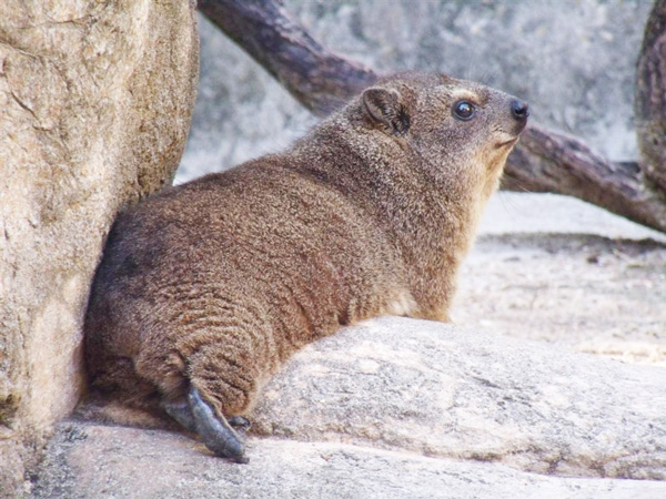 a furry brown hyrax lays on a rock at the Dallas Zoo