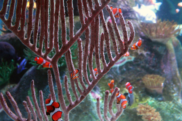 a tank full of orange and white clownfish at Sea Life Grapevine