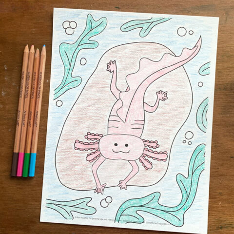 Axolotl coloring page colored pink with watercolor pencils on a blue and green ocean background.