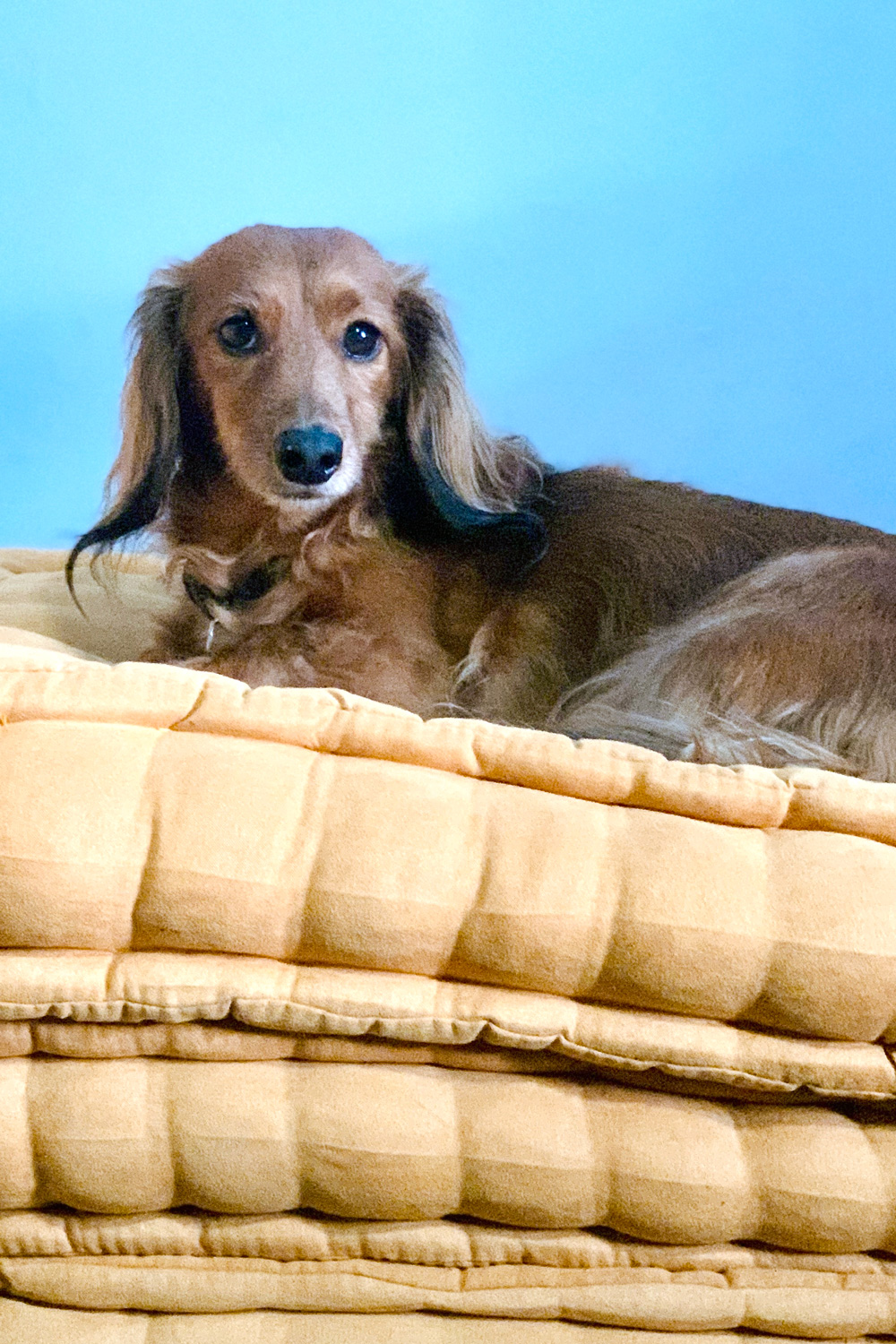 A red brown long-haired dachshund.