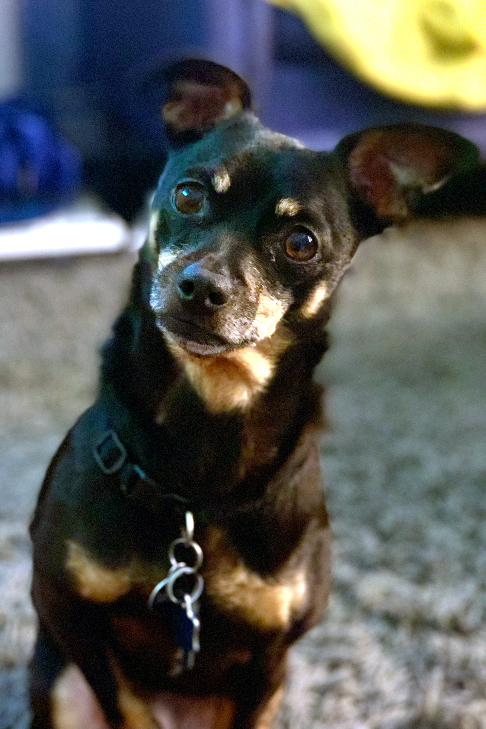 A black and tan chihuahua with dark eyes.