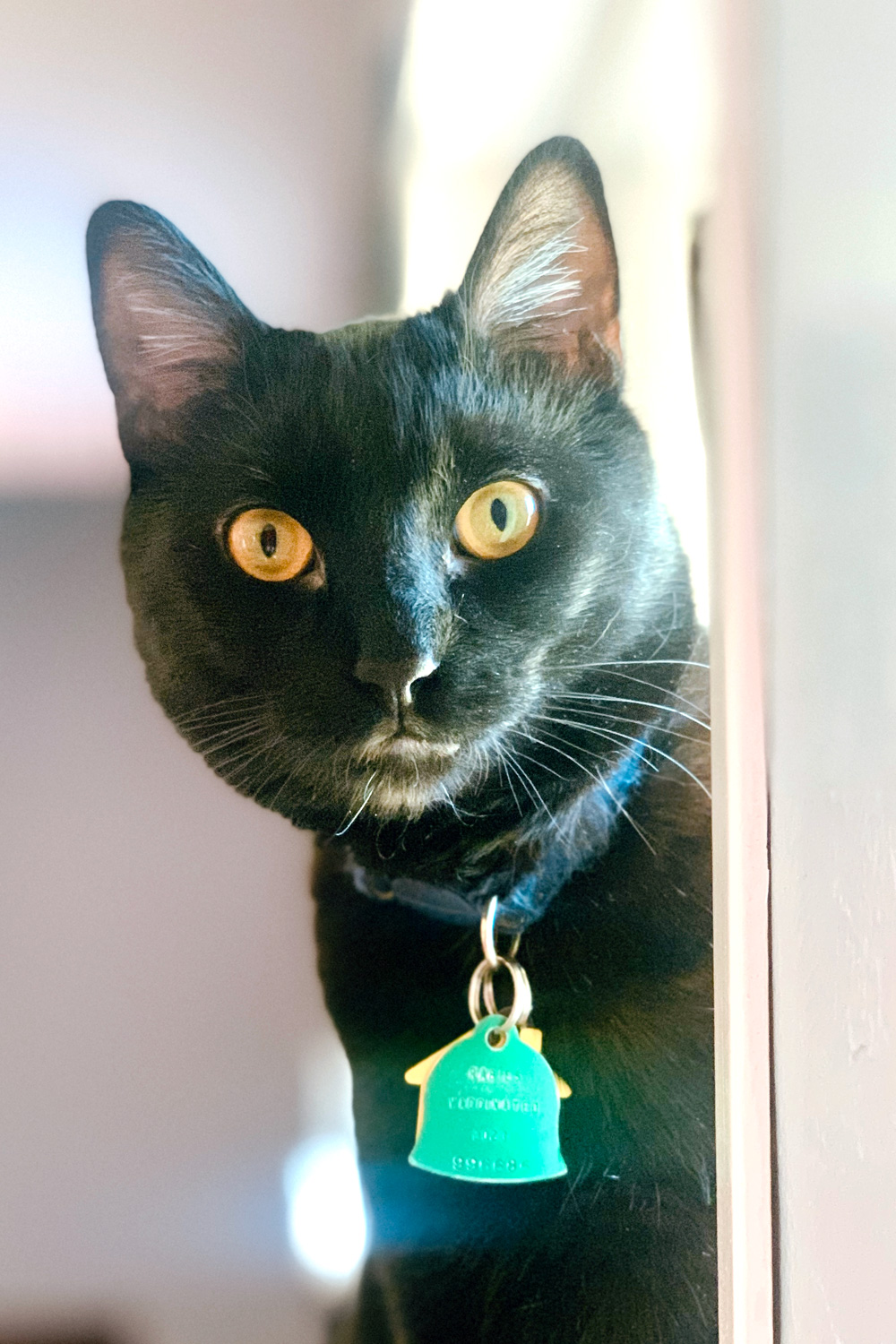 A black cat with yellow eyes.
