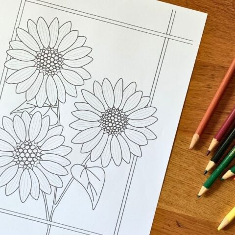 Sunflower coloring page with 3 large blooms and 2 leaves on a thin stem.